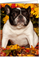 Fall, Pied French Bulldog card