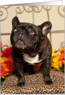 Fall, Brindle French Bulldog card