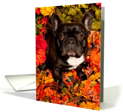 It's Fall, Brindle French Bulldog card (669225)