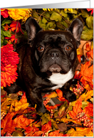 It’s Fall, Brindle French Bulldog card