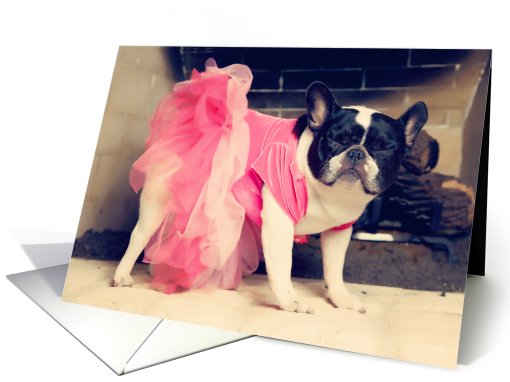 Friendship, Pied French Bulldog in Tutu card (669231)