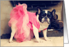 Friendship, Pied French Bulldog in Tutu card