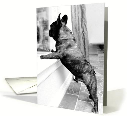 Loss of Dog, Brindle French Bulldog card (669235)