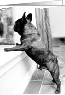 Loss of Dog, Brindle French Bulldog card