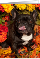 It’s Fall, Brindle French Bulldog Happy card