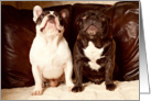 Friendship, Brindle and Pied French Bulldog card