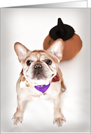 Fawn Colored French Bulldog Halloween Card