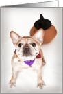 Fawn Colored French Bulldog Halloween Card