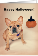 Fawn Colored French Bulldog Halloween Card