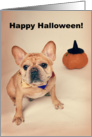 Fawn Colored French Bulldog Halloween Card