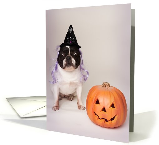 Pied Colored French Bulldog Halloween card (698038)