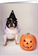 Pied Colored French Bulldog Halloween Card