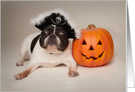 Pied Colored French Bulldog Halloween Card