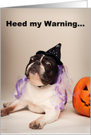 Pied Colored French Bulldog Halloween Card