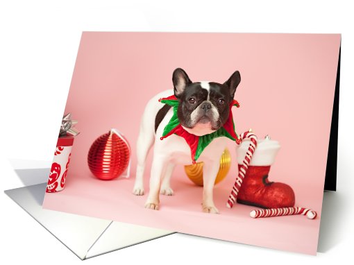 Pied French Bulldog Christmas card (704340)