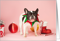 Pied French Bulldog Christmas Card