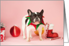 Pied French Bulldog Christmas Card