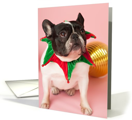 Pied French Bulldog Christmas card (704341)