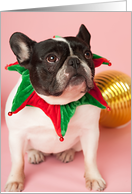 Pied French Bulldog Christmas Card