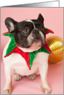 Pied French Bulldog Christmas Card