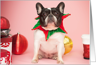 Pied French Bulldog Christmas Card