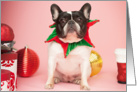 Pied French Bulldog Christmas Card