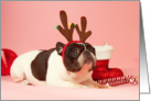 Pied French Bulldog Christmas Card