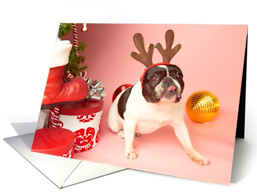 Pied French Bulldog Christmas card (704348)