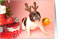 Pied French Bulldog Christmas Card