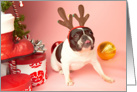 Pied French Bulldog Christmas Card