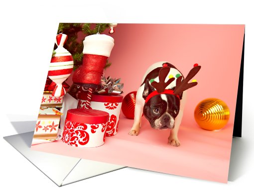 Pied French Bulldog Christmas card (704363)