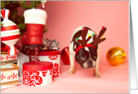 Pied French Bulldog Christmas Card