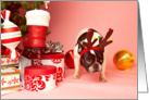 Pied French Bulldog Christmas Card