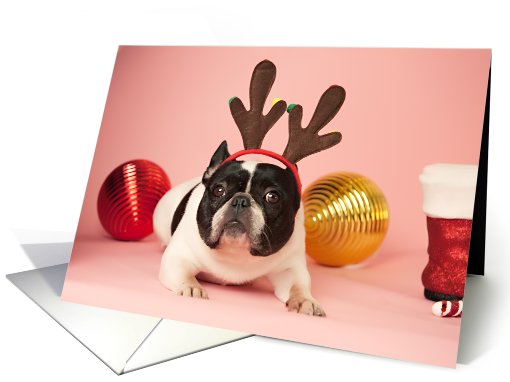 Pied French Bulldog Christmas card (704367)