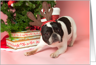Pied French Bulldog Christmas Card