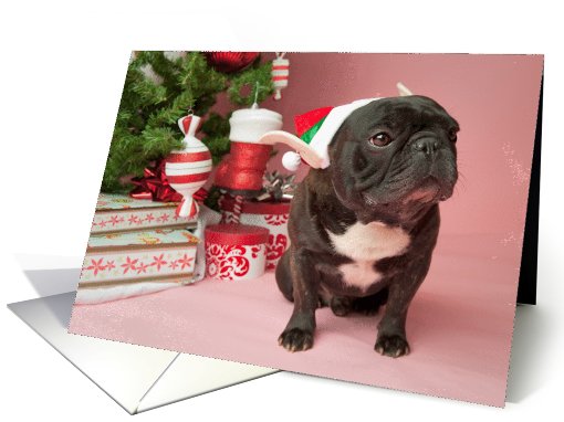 Brindle French Bulldog Christmas card (704395)