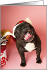 Brindle French Bulldog Christmas Card