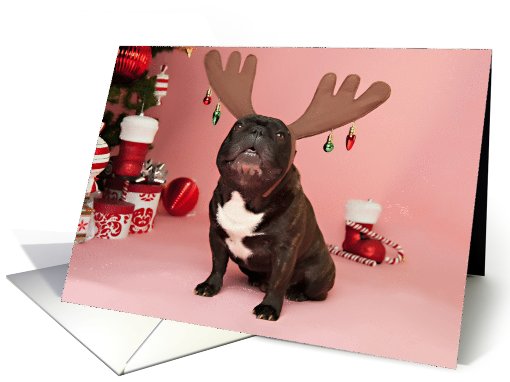 Brindle French Bulldog Christmas card (704427)
