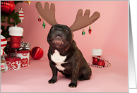 Brindle French Bulldog Christmas Card