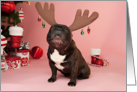 Brindle French Bulldog Christmas Card