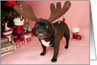 Brindle French Bulldog Christmas Card