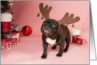 Brindle French Bulldog Christmas Card