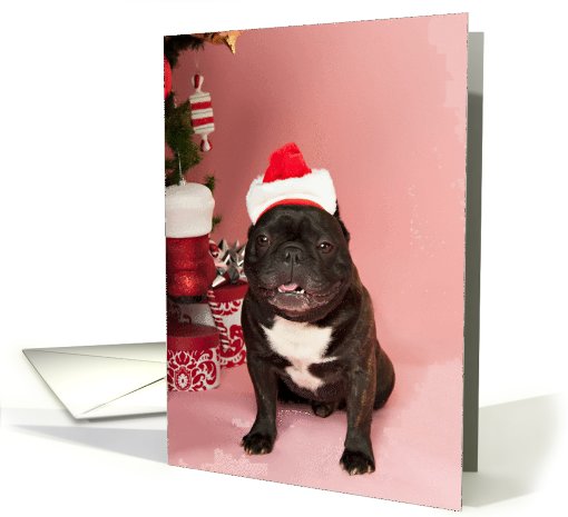 Brindle French Bulldog Christmas card (704439)