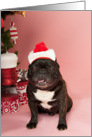 Brindle French Bulldog Christmas Card