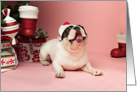 Pied French Bulldog Christmas Card