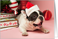 Pied French Bulldog Christmas Card