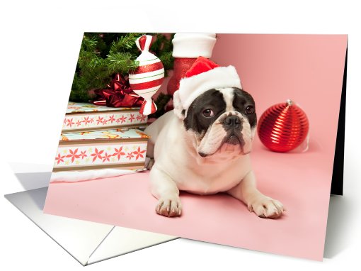 Pied French Bulldog Christmas card (704457)