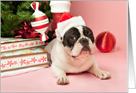 Pied French Bulldog Christmas Card