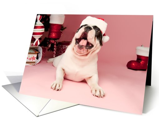Pied French Bulldog Christmas card (704460)