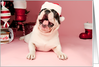 Pied French Bulldog Christmas Card